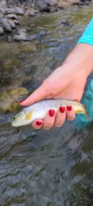 Book a Fly Fishing Guide in Estes Park