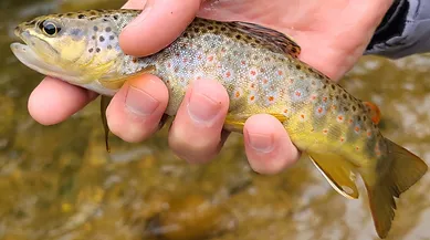 Estes Park Trout Fly Fishing