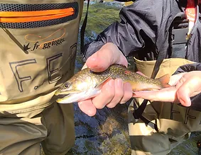 Estes Park Fly Fishing Guide Trips