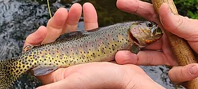 Estes Park Fly Fishing Reports