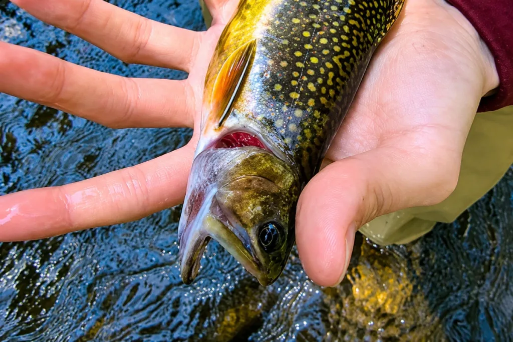 fishing_report